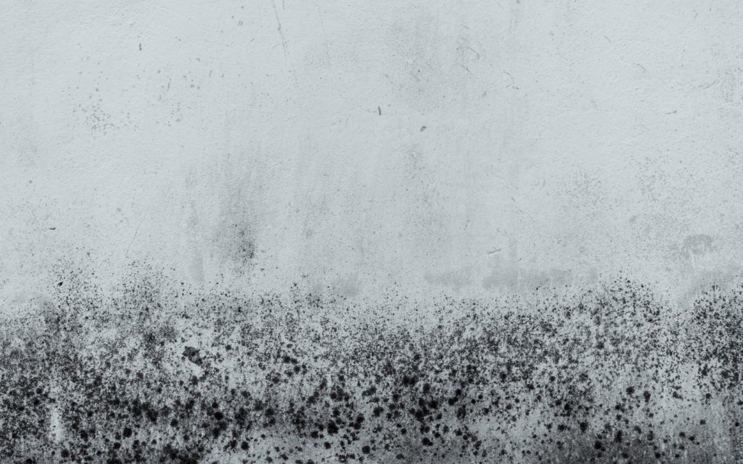 Breathe Easy, Live Healthy: A Guide to Effective Mold Prevention Strategies