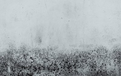 News & Media 6 Breathe Easy, Live Healthy: A Guide to Effective Mold Prevention Strategies