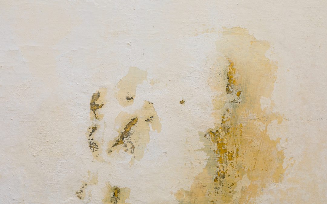 The Importance of Timely Water Damage Restoration to Prevent Mold