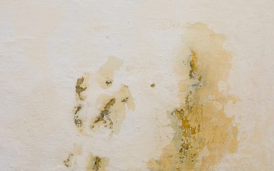 The Importance of Timely Water Damage Restoration to Prevent Mold