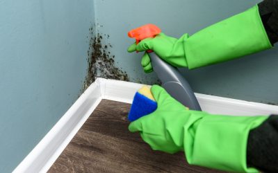 News & Media 1 Mildew vs. Mold: Key Differences and Remediation Tips