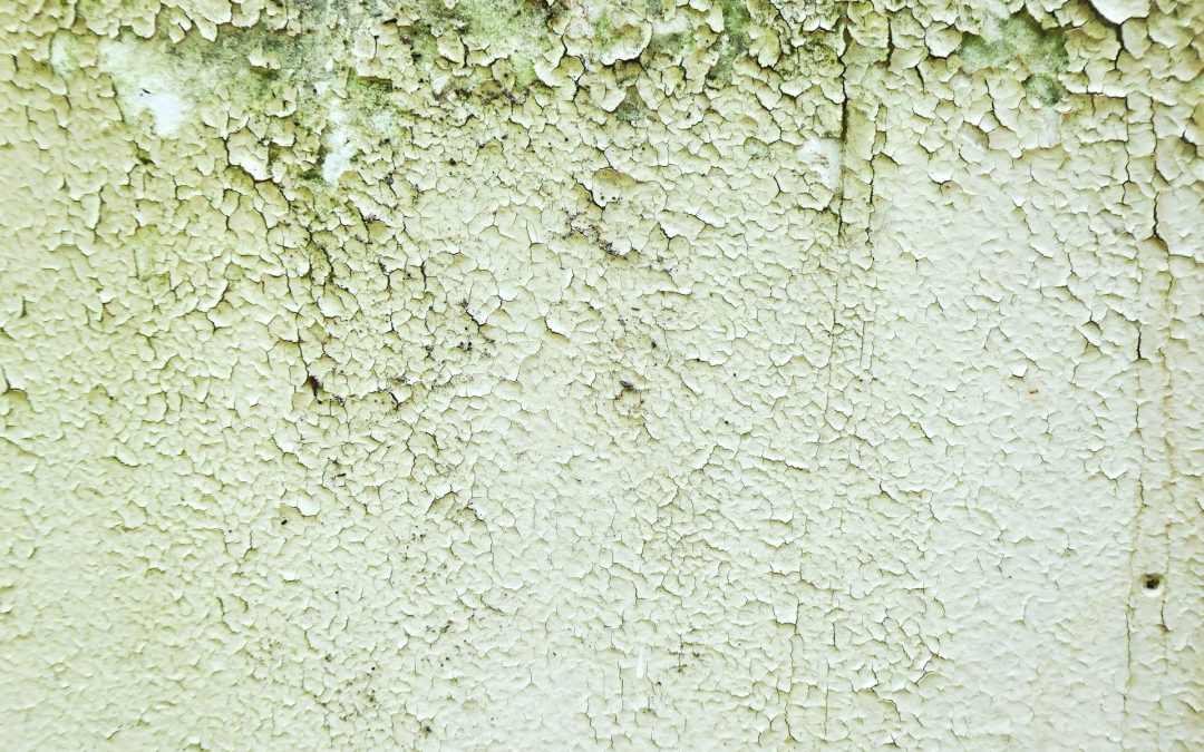 A Comprehensive Guide to Combating Mold in Commercial Properties