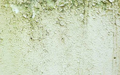 News & Media 4 A Comprehensive Guide to Combating Mold in Commercial Properties