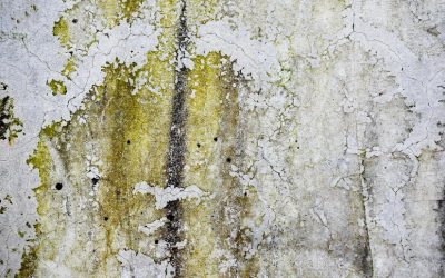 News & Media 7 Mold Prevention and Remediation Guide