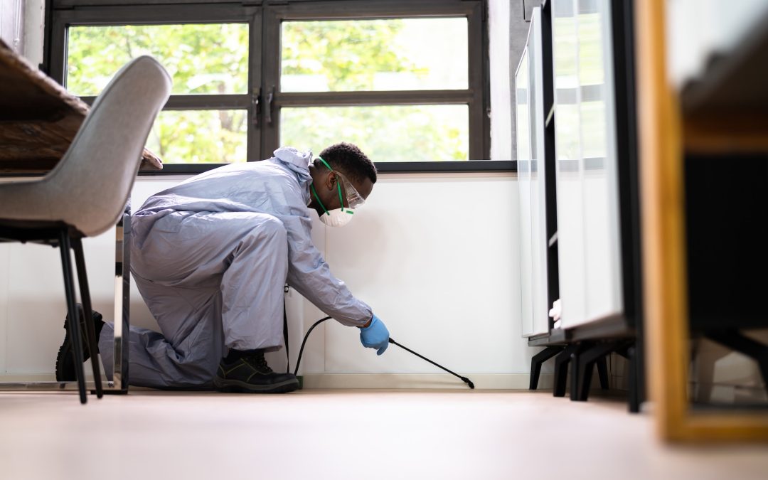 Don’t Hire a Mold Removal Pro Before Asking These Questions