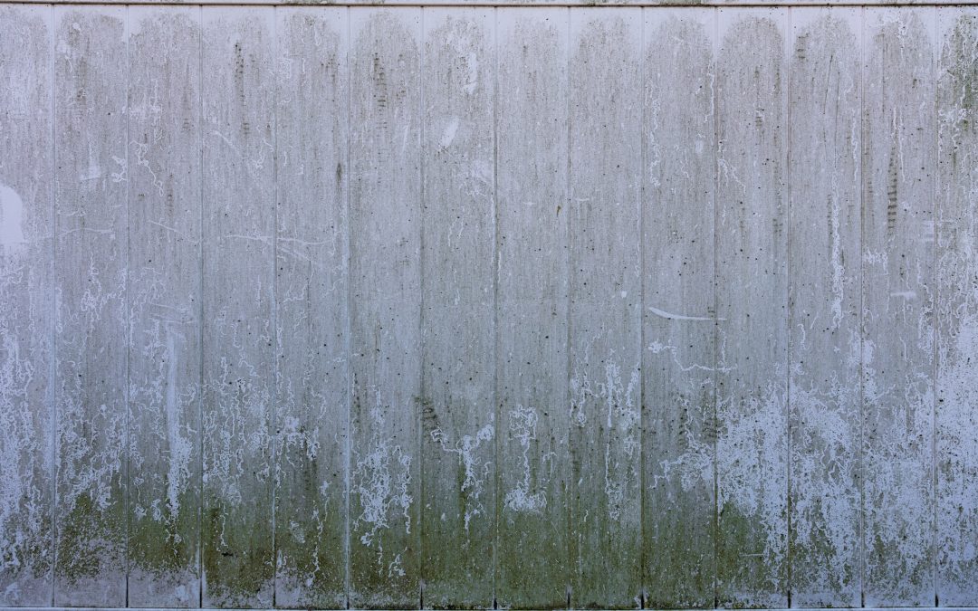 Clearing Up the Confusion: Most Common Mold Myths Debunked