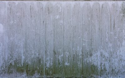 News & Media 4 Clearing Up the Confusion: Most Common Mold Myths Debunked