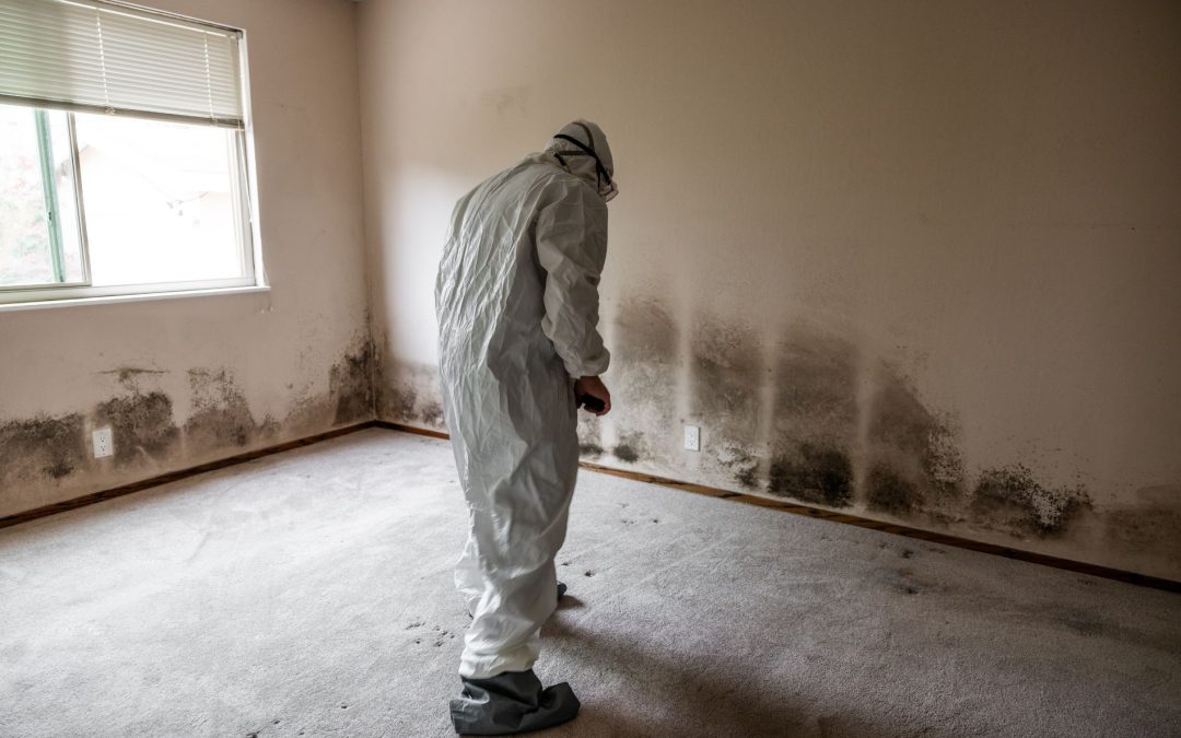 What to Expect During Professional Mold Removal in Your Home