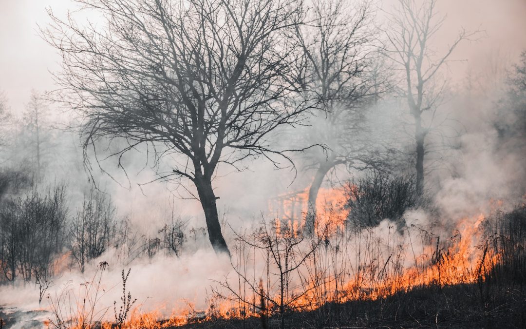 Preparing Your Property for Wildfire Season: A Comprehensive Guide