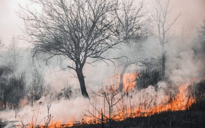 Preparing Your Property for Wildfire Season: A Comprehensive Guide