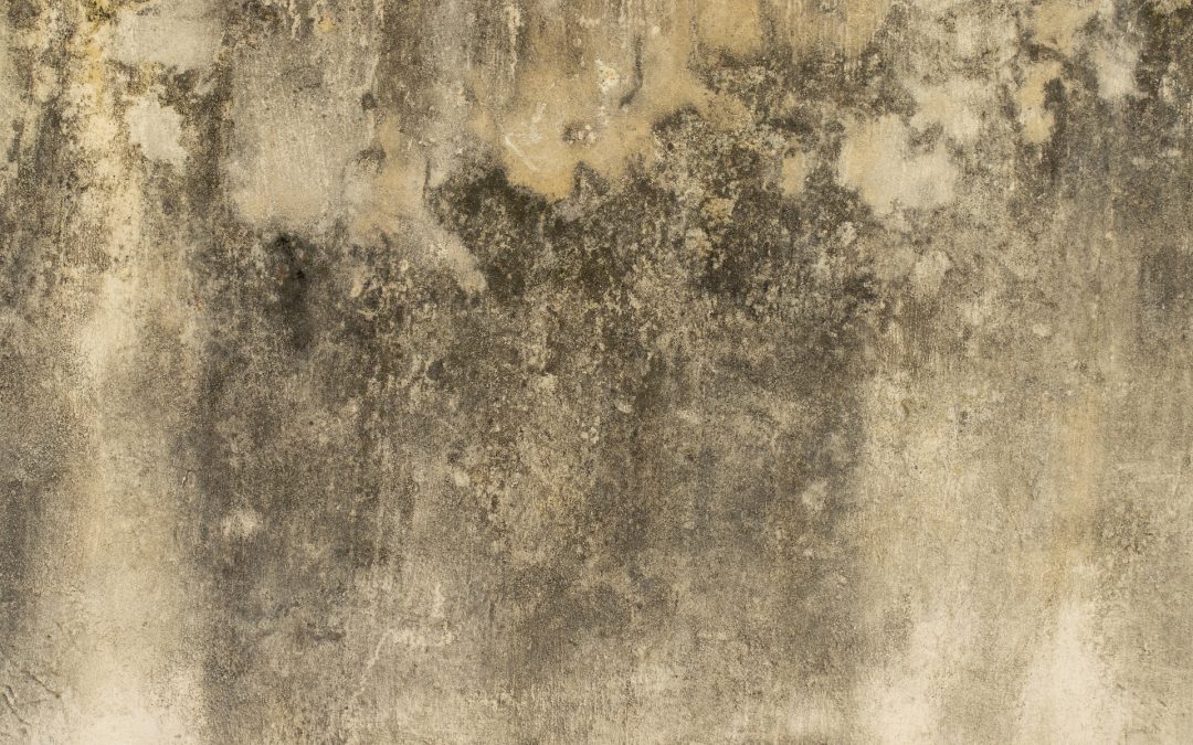 Top 10 Signs of Mold Damage in Your Home or Office