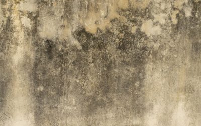 Top 10 Signs of Mold Damage in Your Home or Office