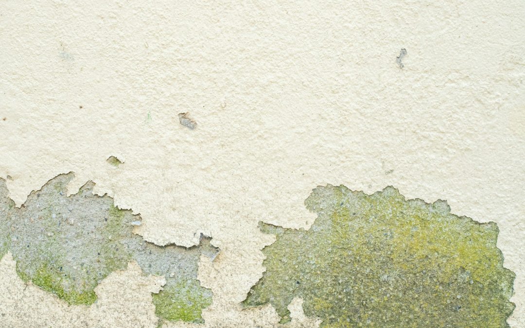 The Benefits of Professional Mold Remediation for Property Owners