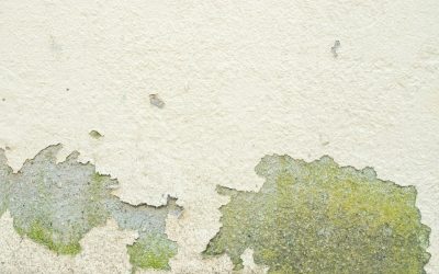 News & Media 1 The Benefits of Professional Mold Remediation for Property Owners