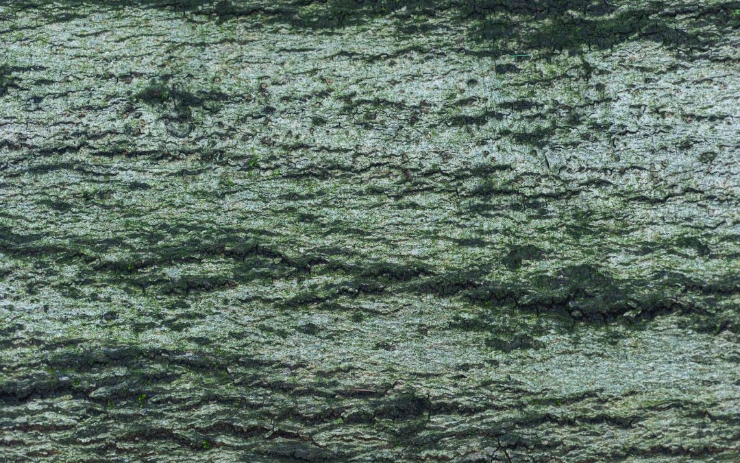 The Science of Mold: Its Growth, Health Effects, and Property Risks