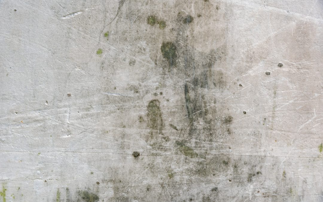 Essential Mold Remediation Tips for a Healthy Living Environment