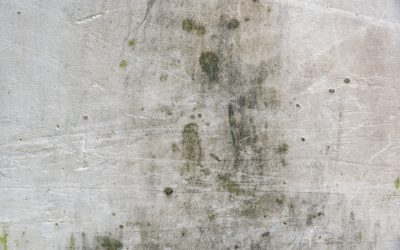 Essential Mold Remediation Tips for a Healthy Living Environment